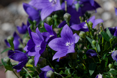 purple bouquet