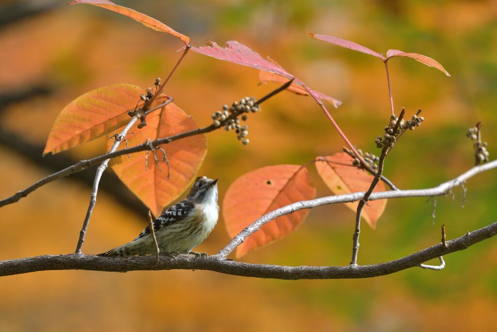 紅葉三昧