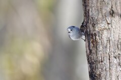 プリティベイビー