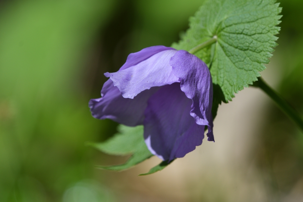 森に咲く華