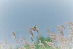 初夏の風に吹かれて