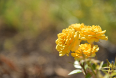 薔薇の贈り物