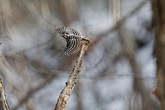 コゲラっち号発射