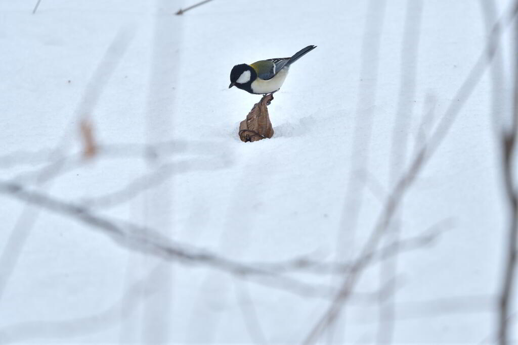 雪サーファー