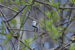 ふりむけば天使
