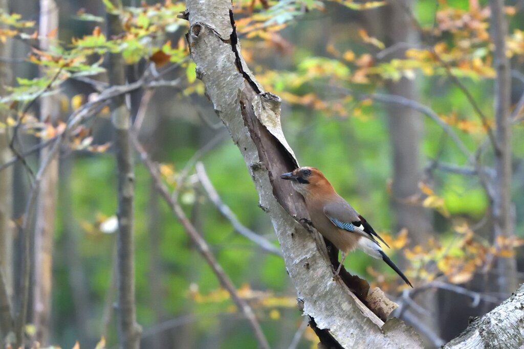 秋に鳴く
