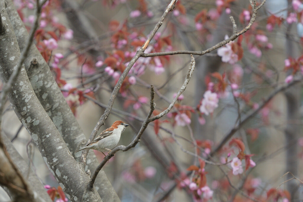 花雀