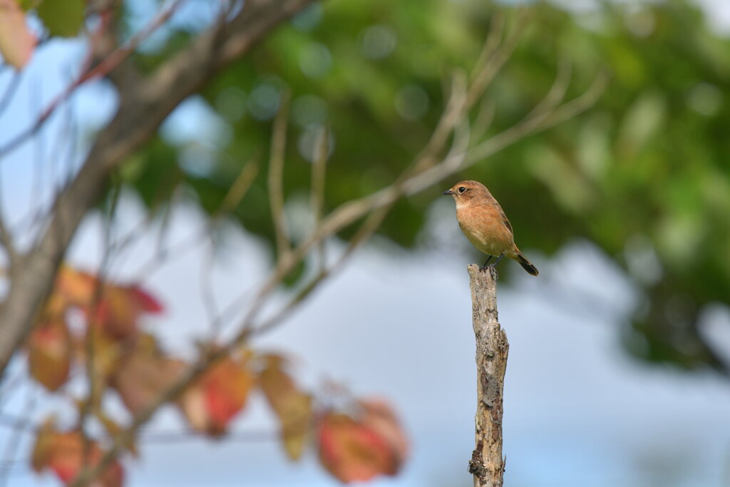 ジャストフィット