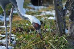 かごの鳥