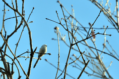 アカペラ