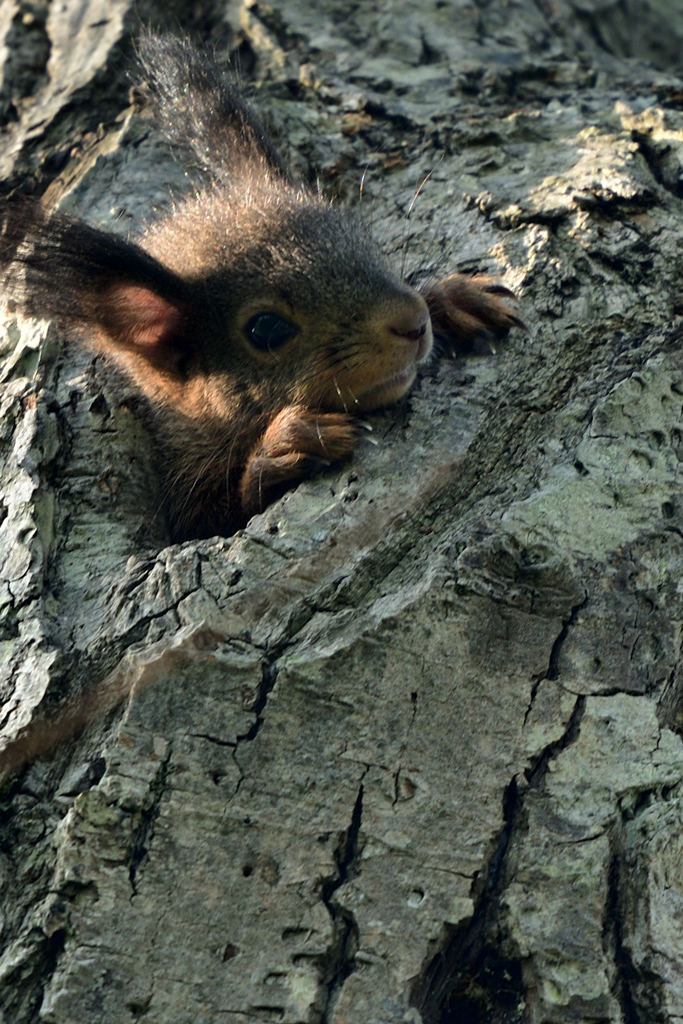 おんもへでたい