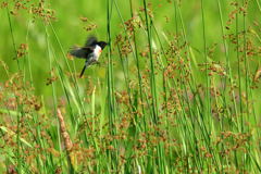 ファイトファイト！