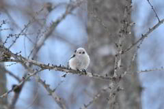 白に魅せられて