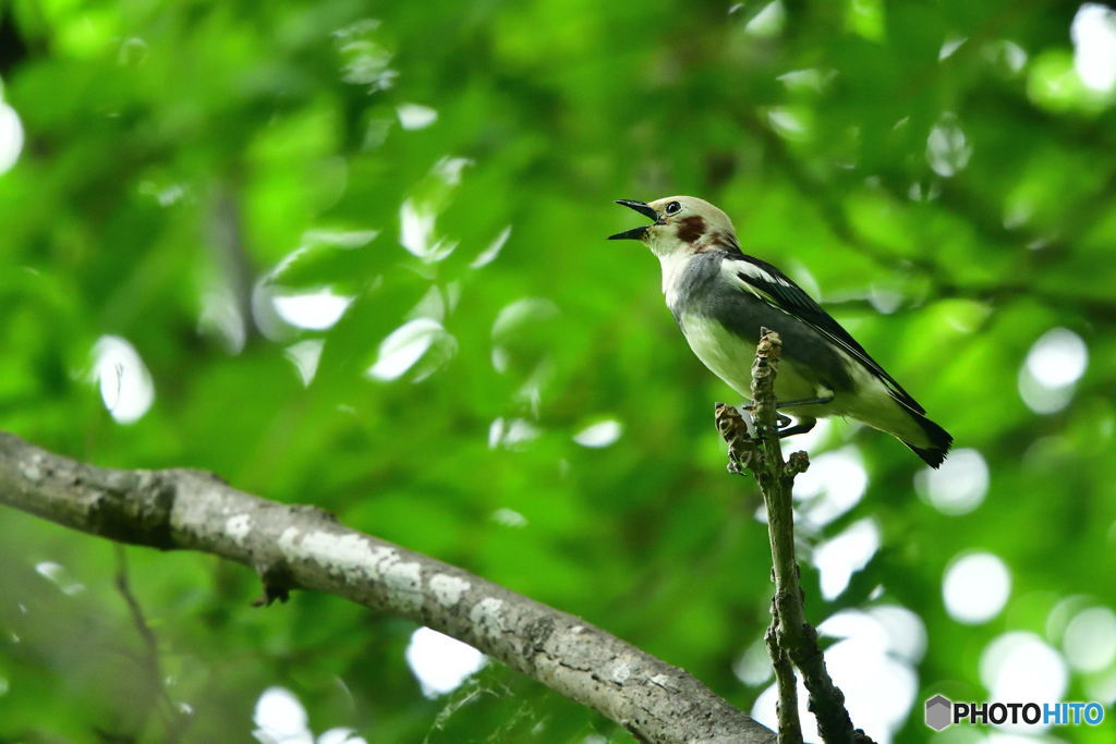 オーディション