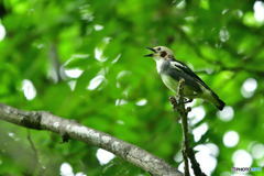 オーディション