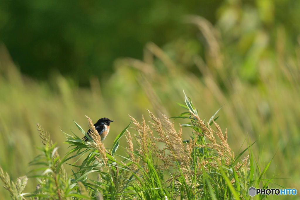 徒然なるままに