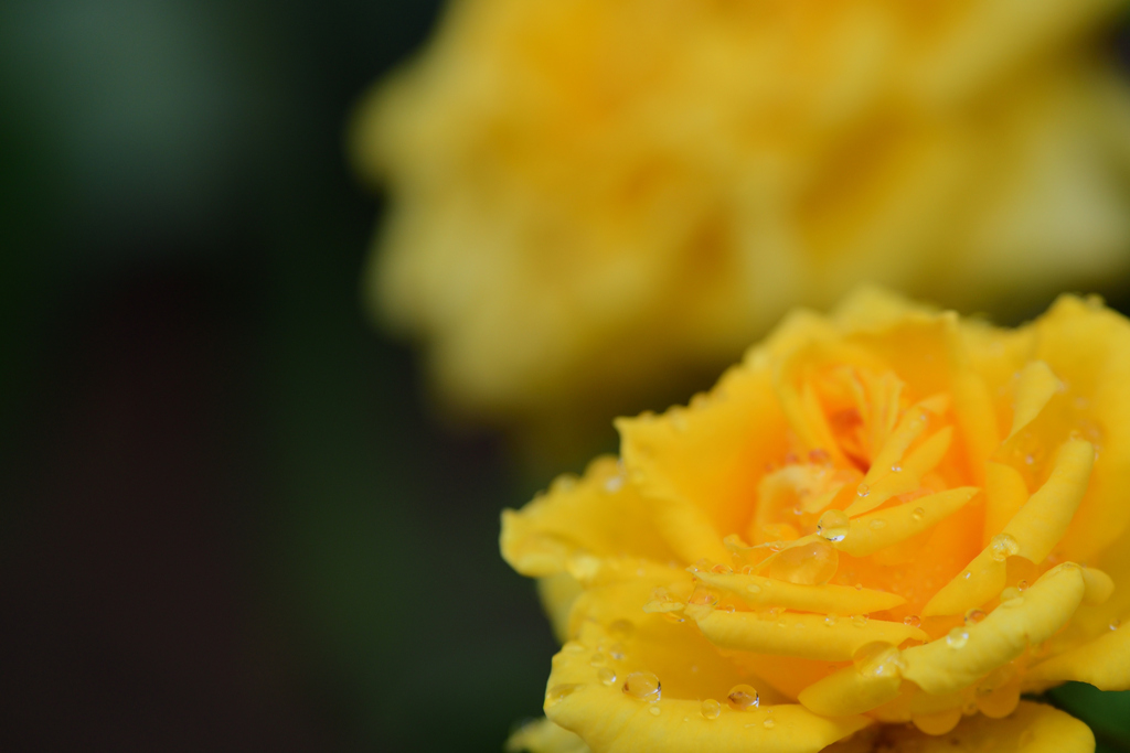黄薔薇の涙