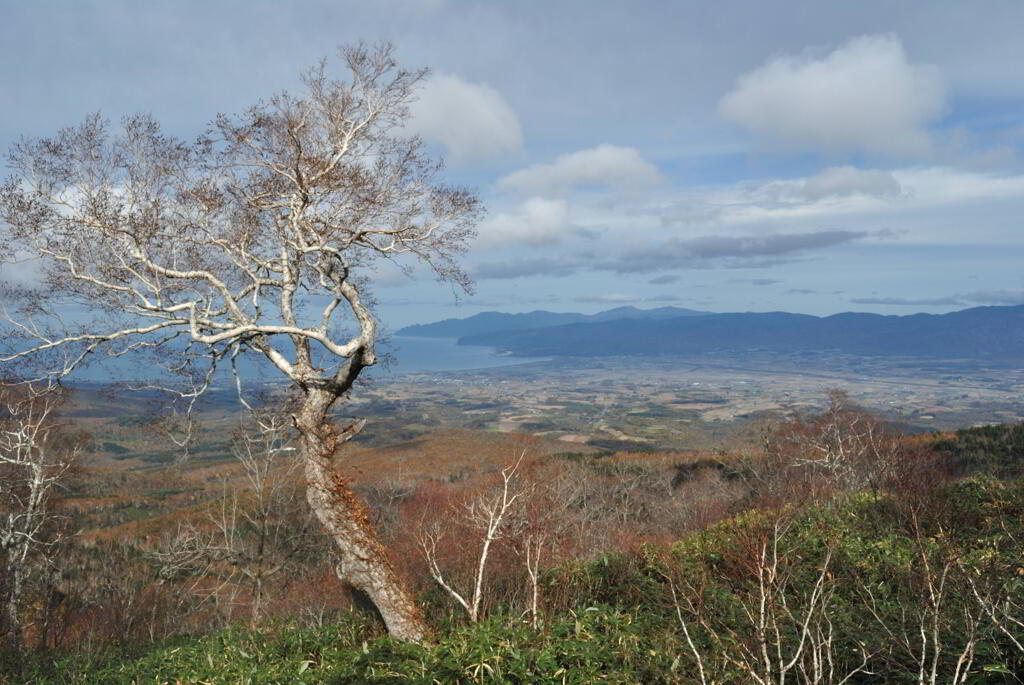 丘の上の老木
