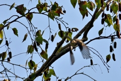 飛ぶ鳥跡を濁さず