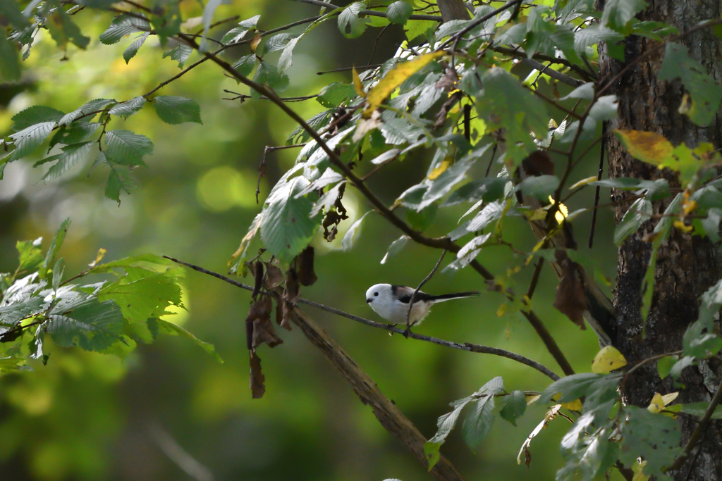 帰ってきた妖精