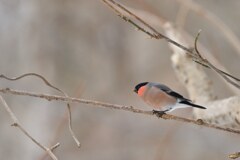 鳥納め