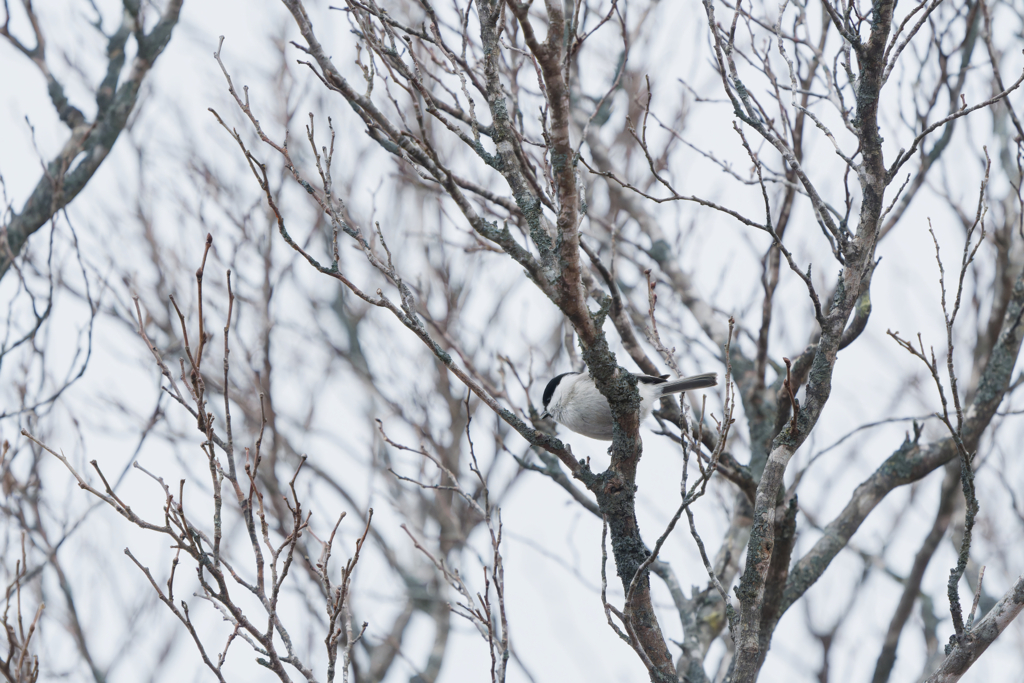 モノクロームな美