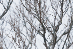 モノクロームな美