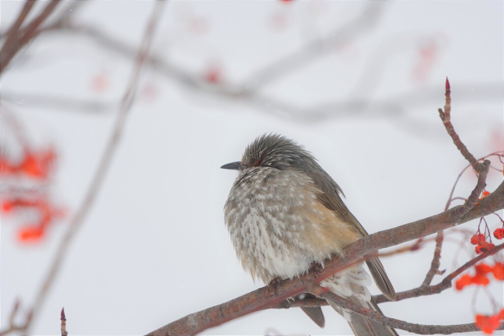 鳥河豚