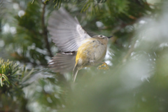 師走の菊