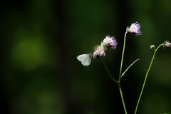 憩う森