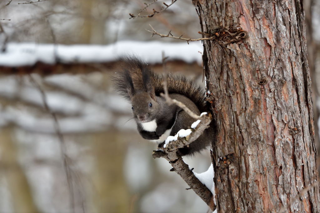 幸せなら手をたたこう