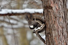 幸せなら手をたたこう