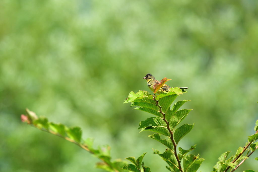 夏色の朝