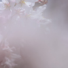 春は薄桃色
