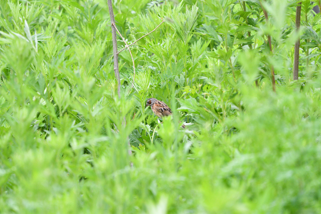 レストスペース