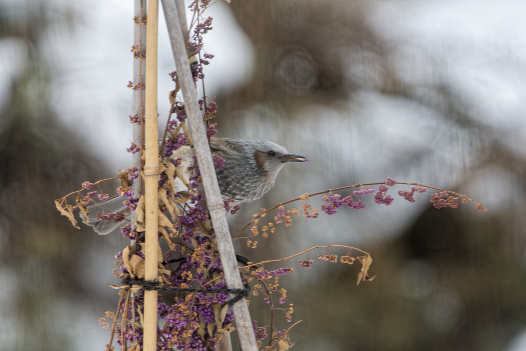 コムラサキ食堂
