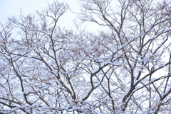枯れ木に華が