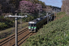 さくら列車通過中
