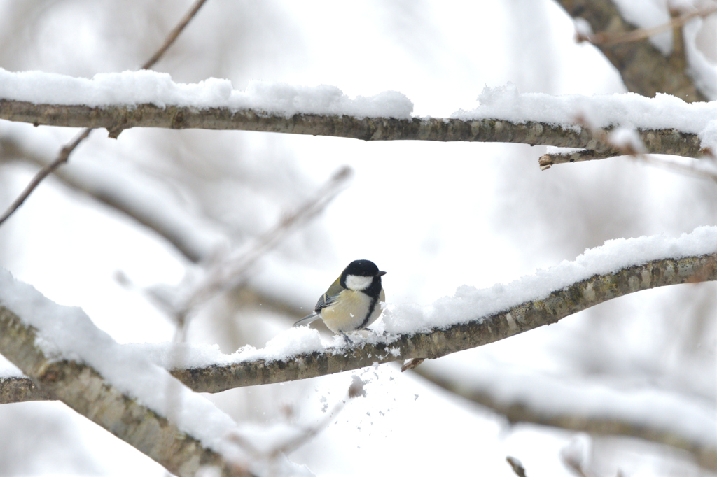 除雪中