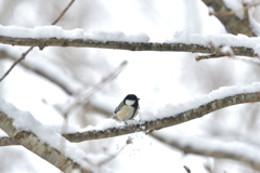 除雪中