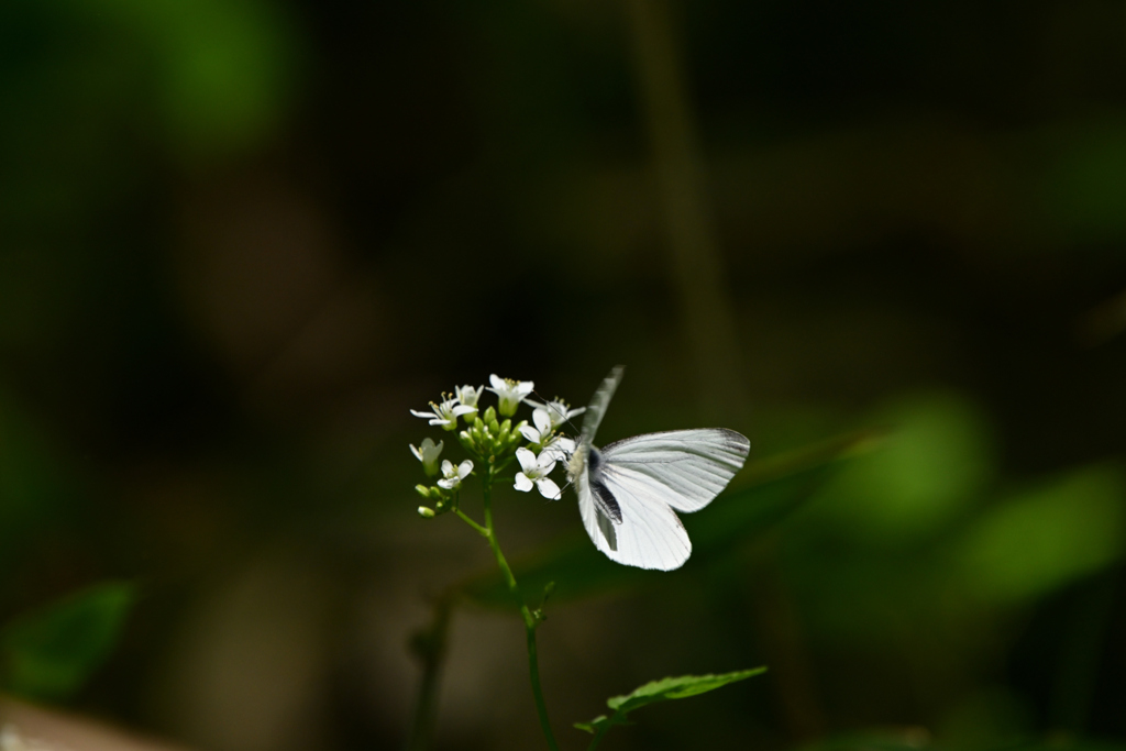 white&white