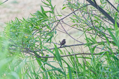 グリーンデビュー