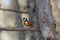 ヤマさんは見た