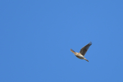 青空ひばり