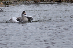 splash！