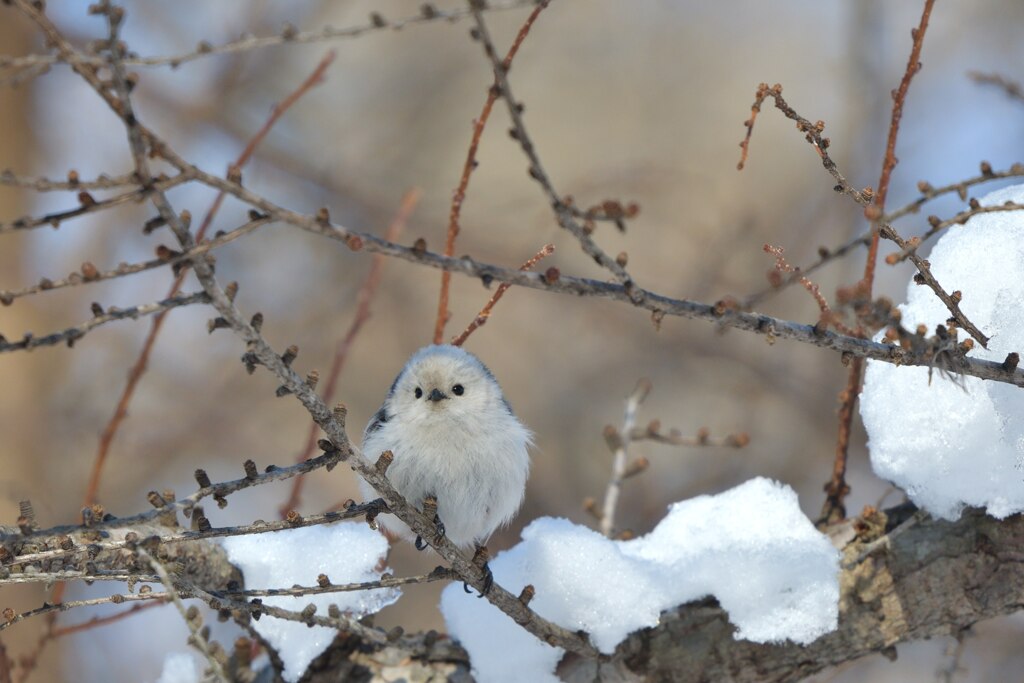 マスコット人形
