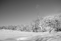 white world