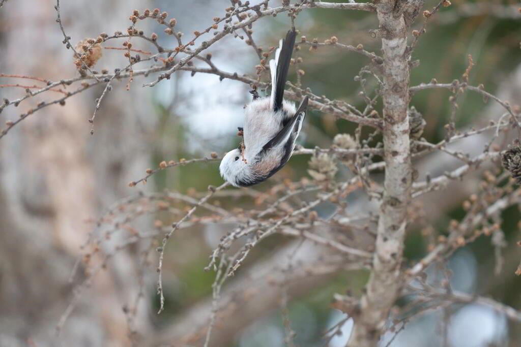 天使は逆上がりが苦手