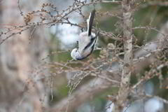 天使は逆上がりが苦手