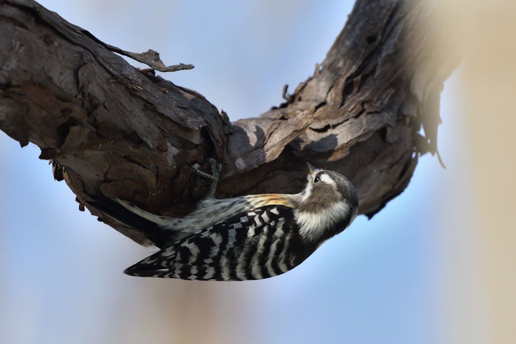 師走のコゲラっち